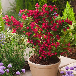 plante ornamentale385