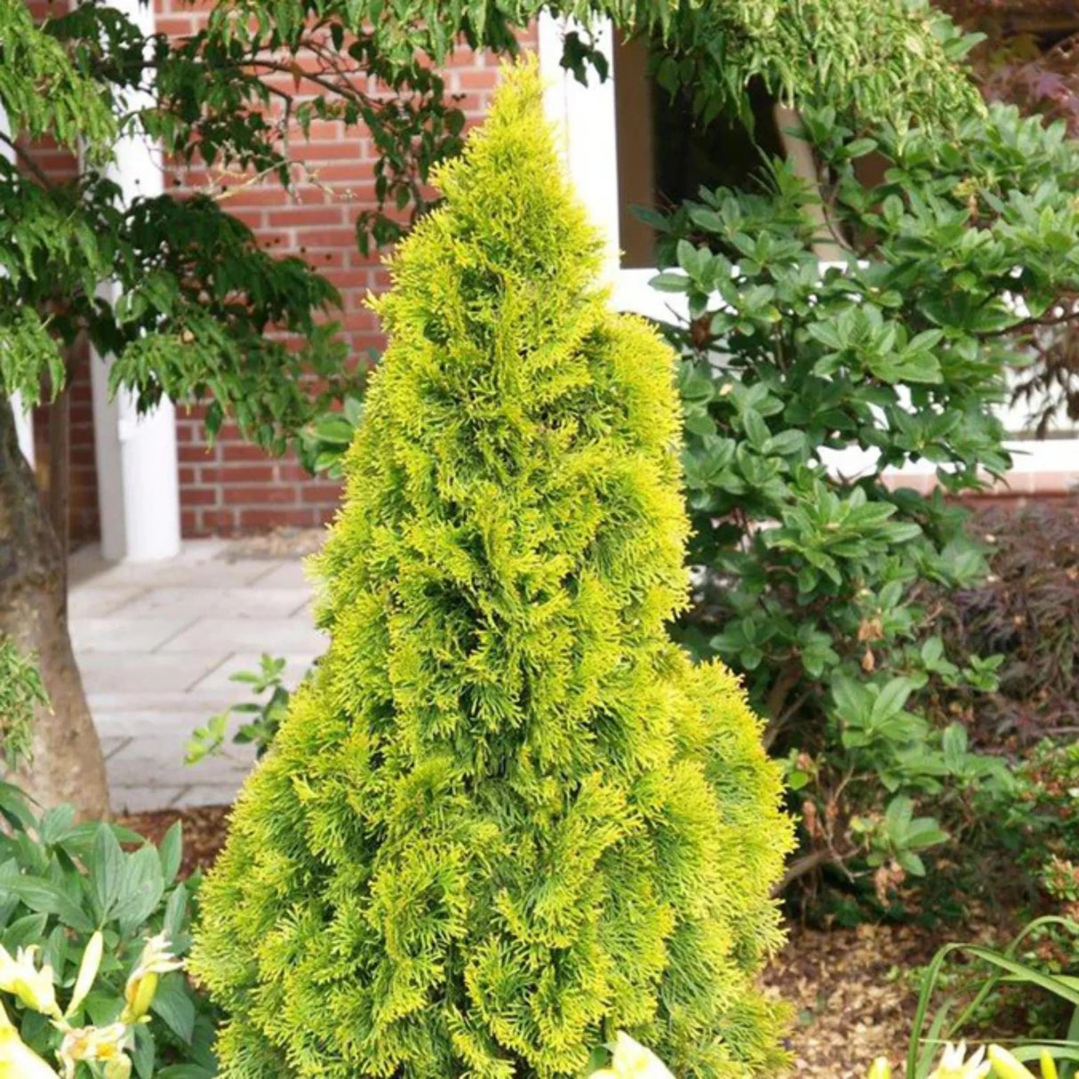 plante ornamentale574