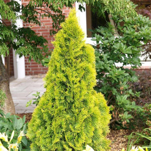 plante ornamentale574