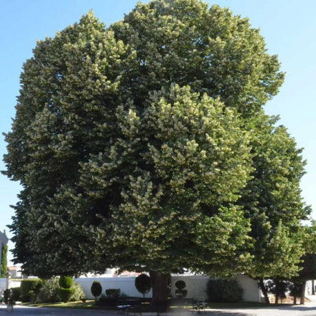 plante ornamentale576