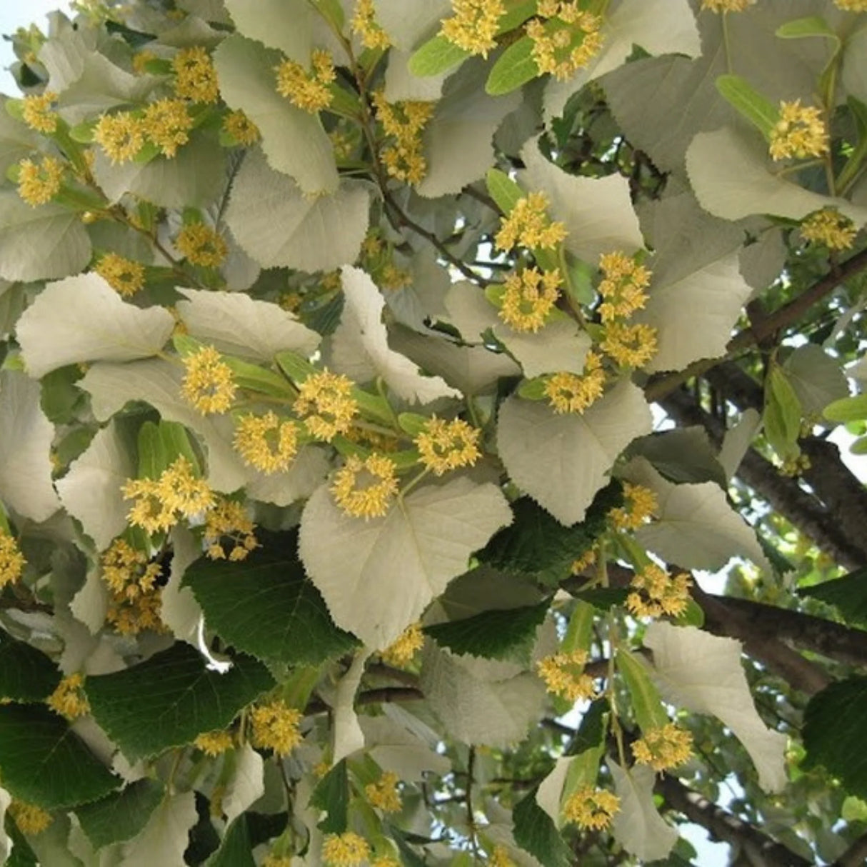 plante ornamentale579