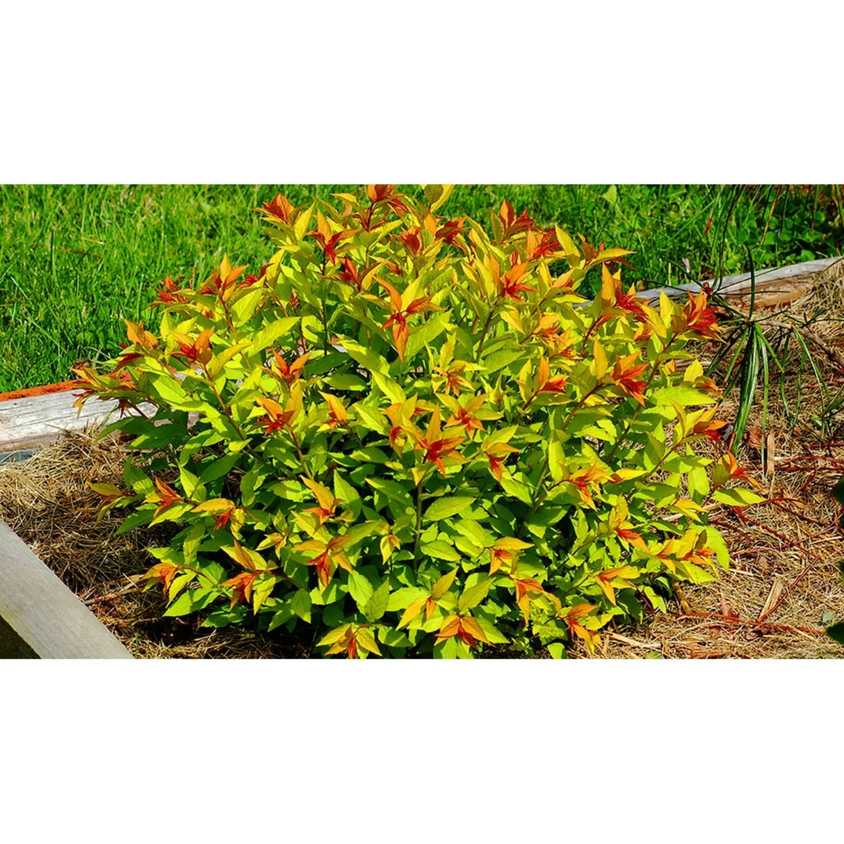 plante ornamentale591