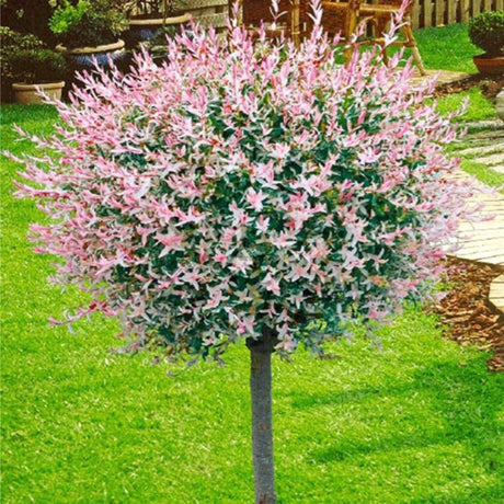 plante ornamentale596