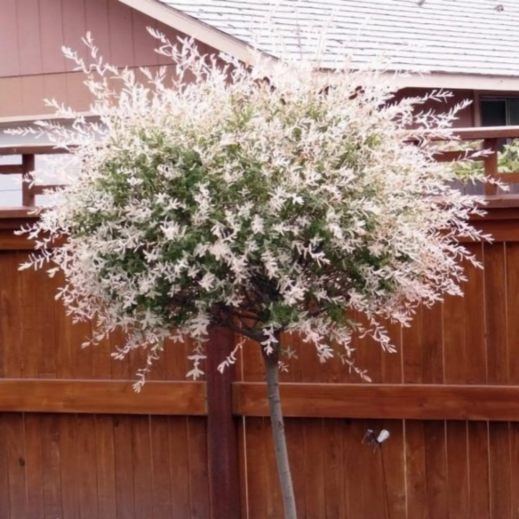plante ornamentale598