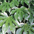 plante ornamentale609