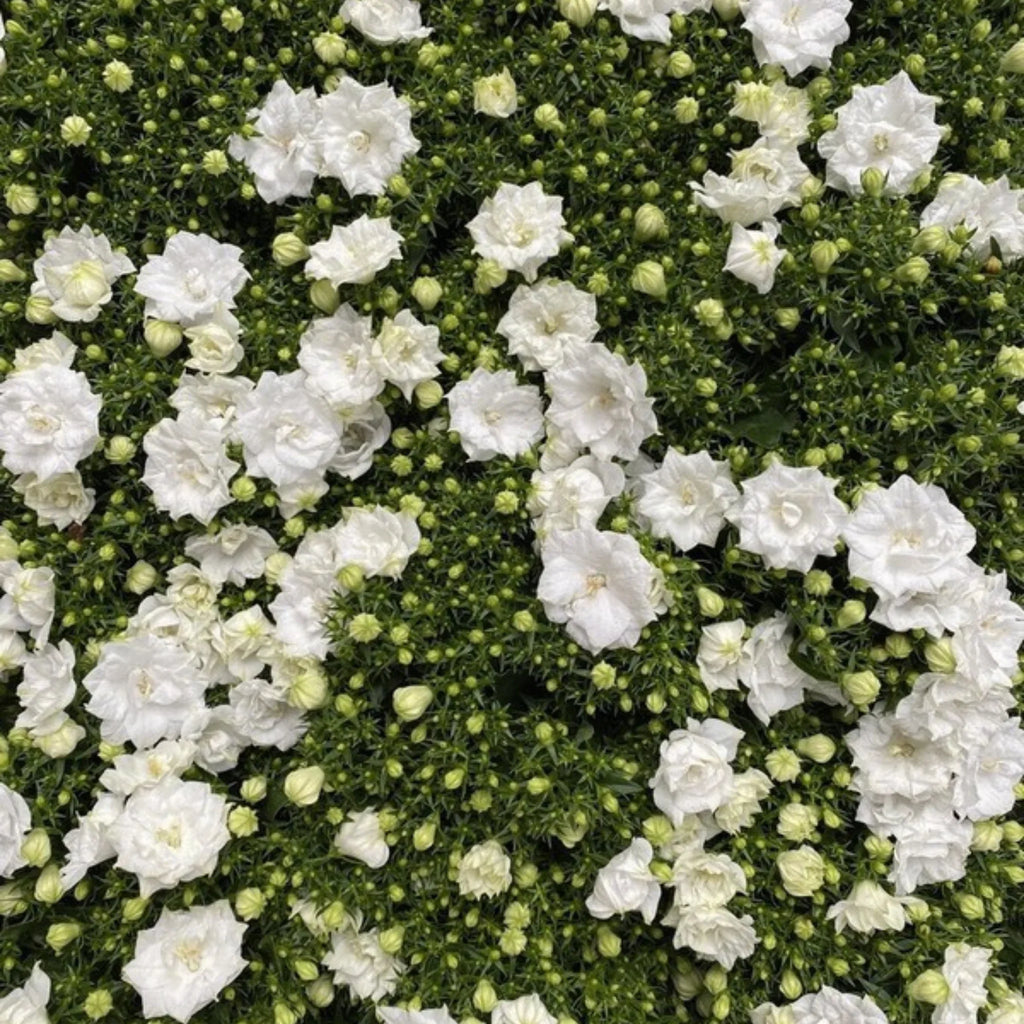 plante ornamentale626