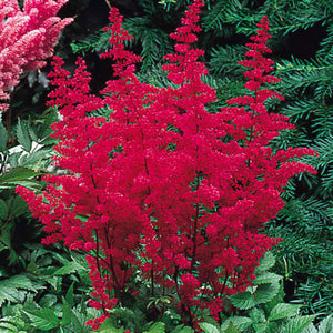plante ornamentale637