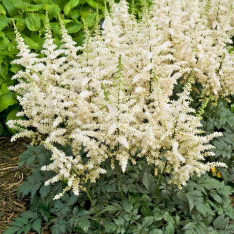 plante ornamentale638