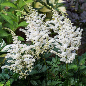 plante ornamentale639