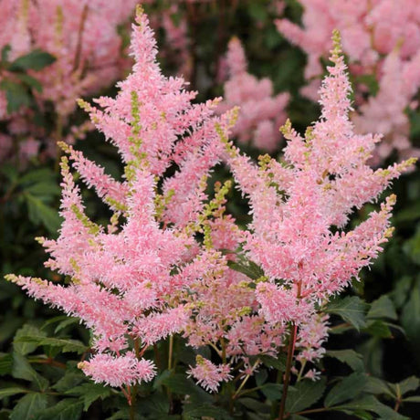 plante ornamentale642