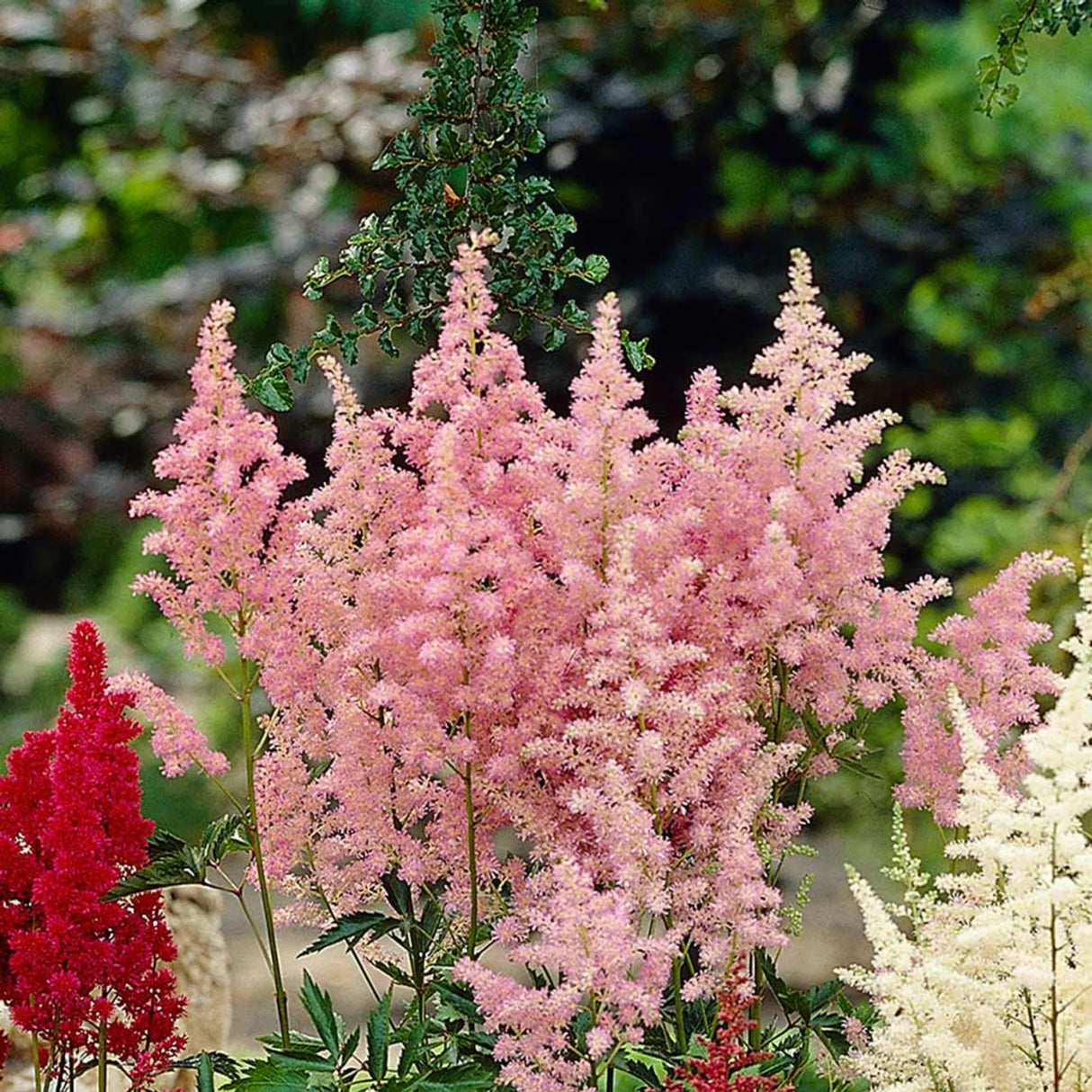 plante ornamentale643