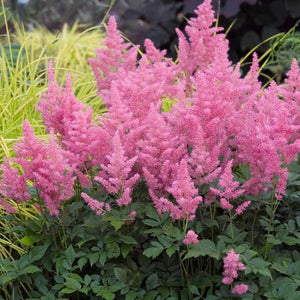 plante ornamentale644