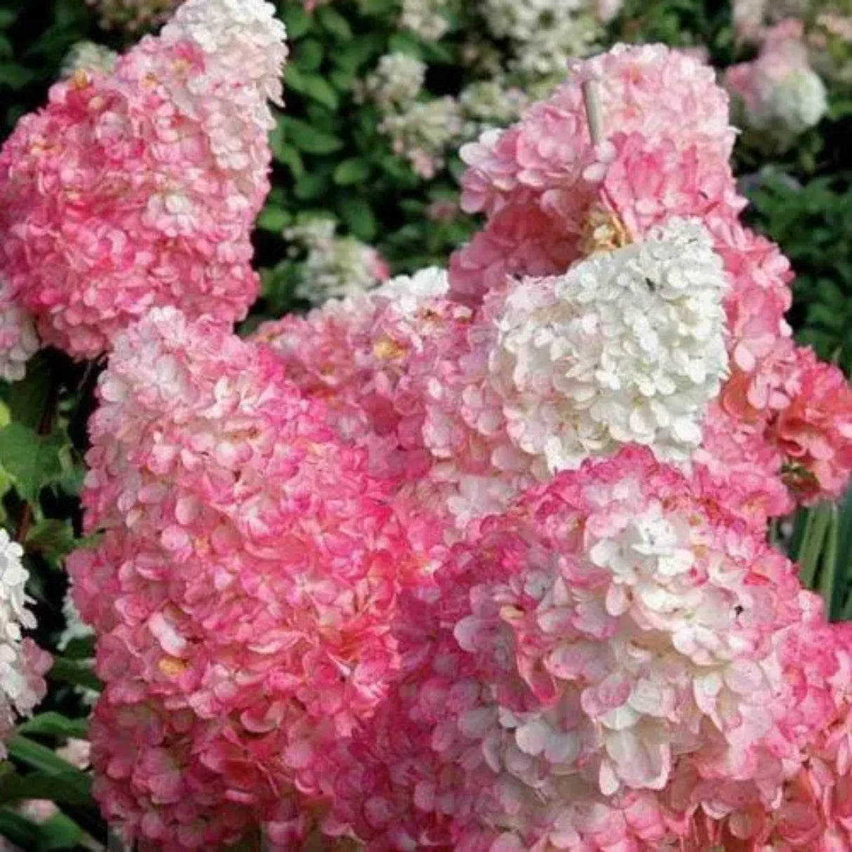 plante ornamentale
