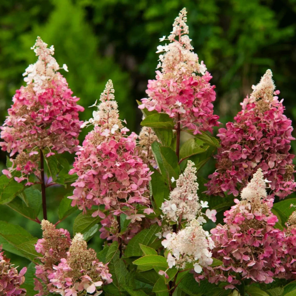 plante ornamentale647