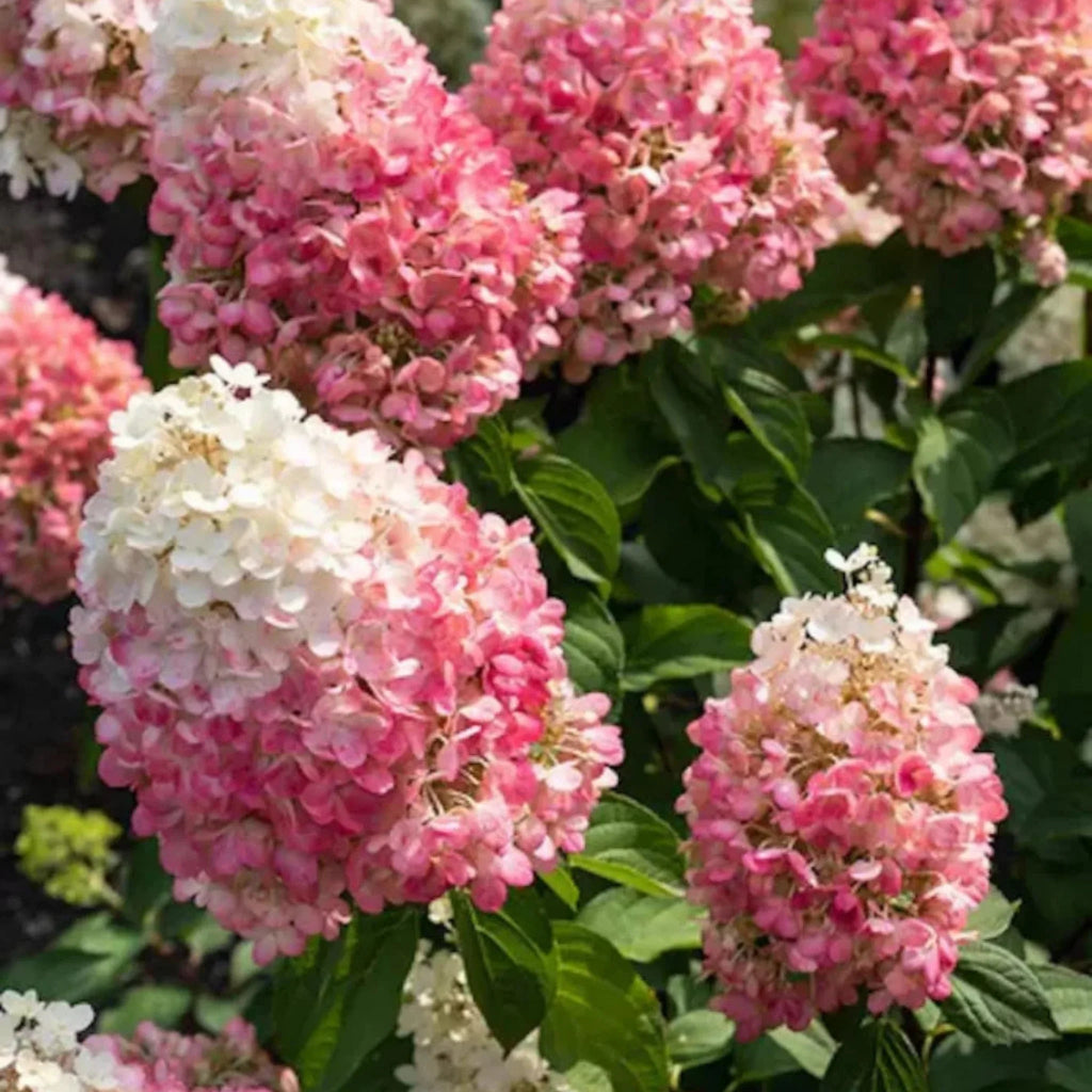 plante ornamentale649