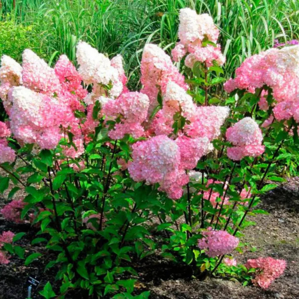 plante ornamentale650