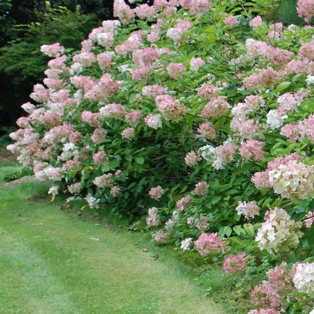 plante ornamentale654