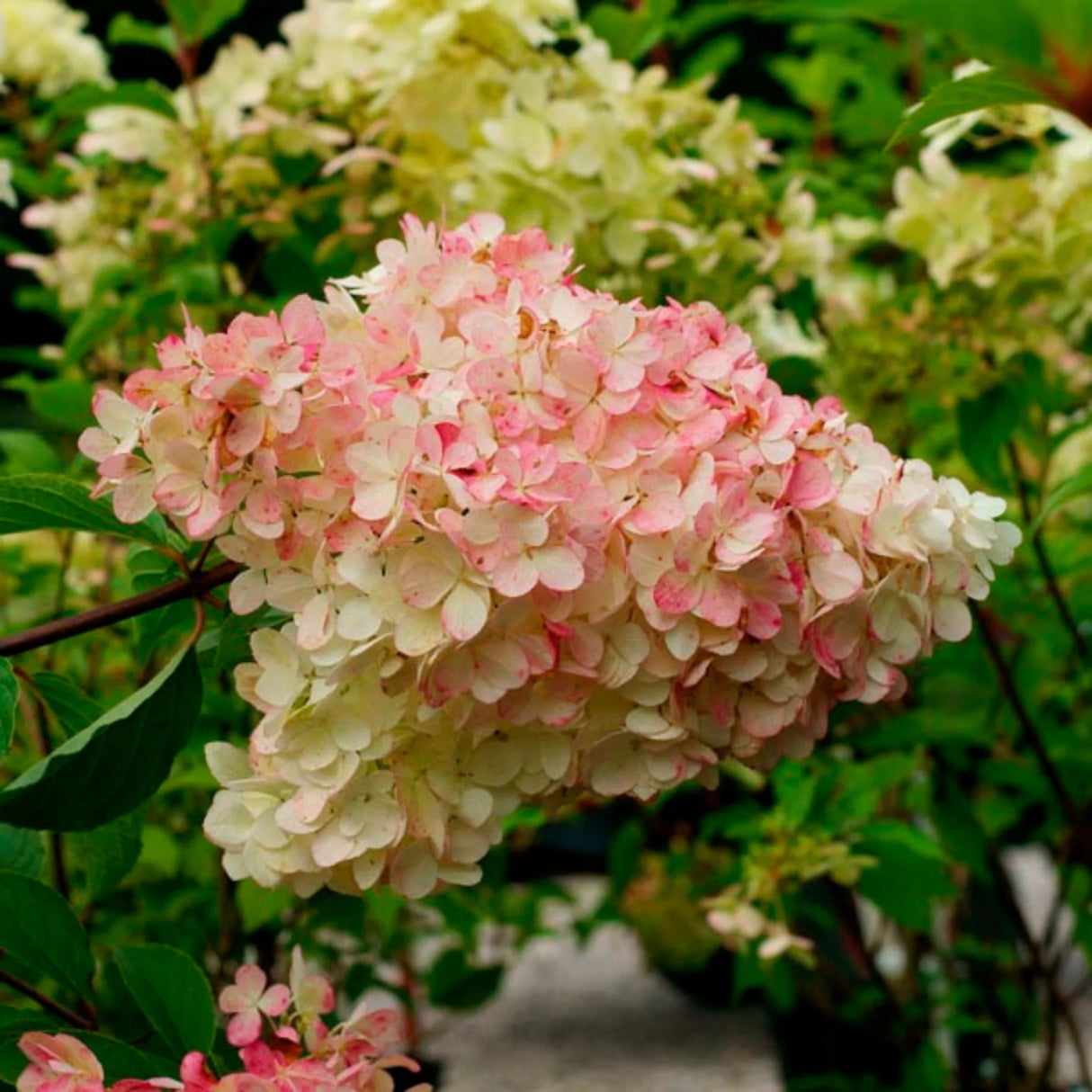 plante ornamentale655