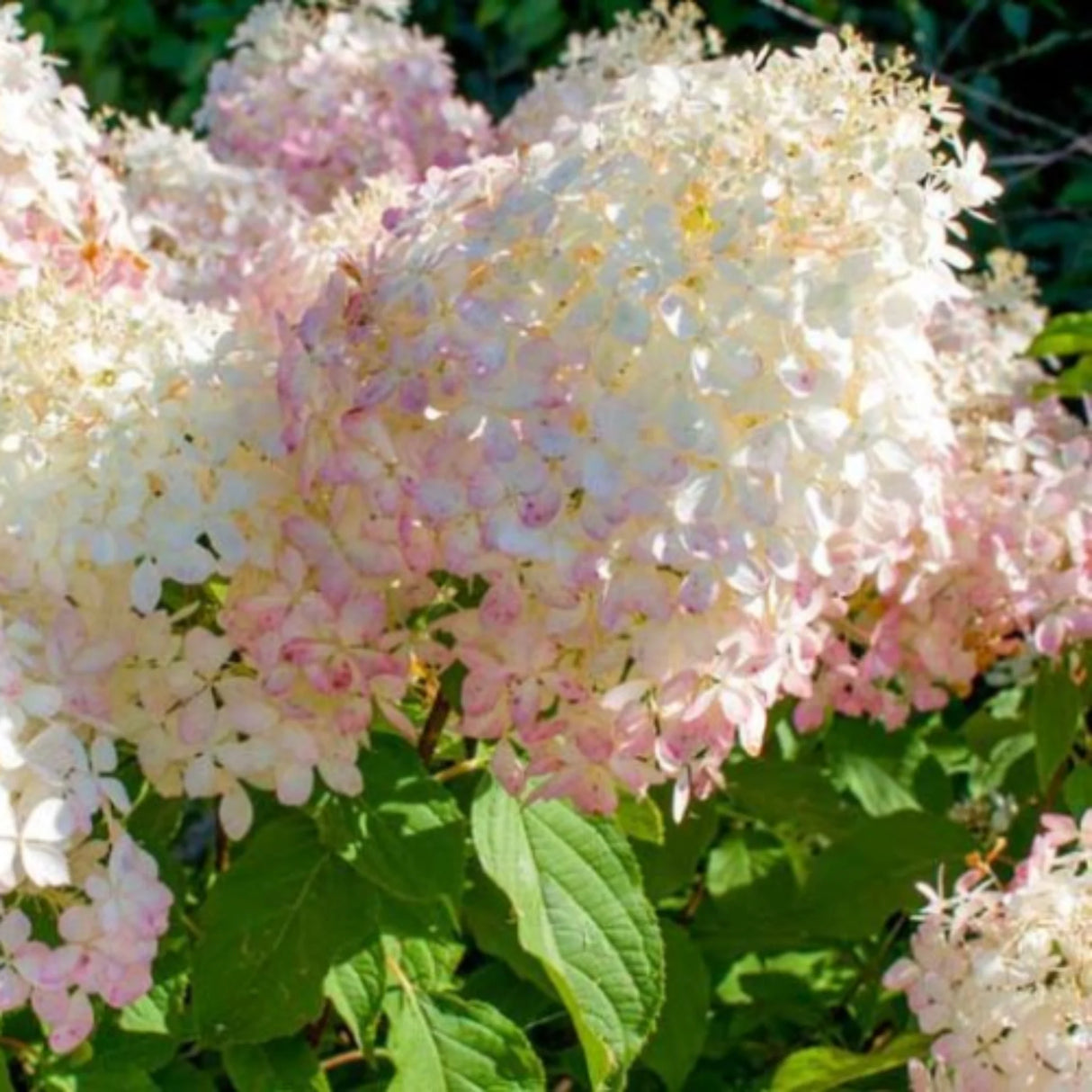 plante ornamentale657