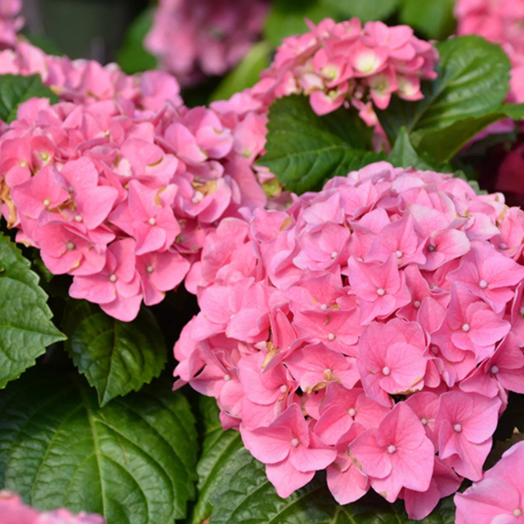 plante ornamentale659