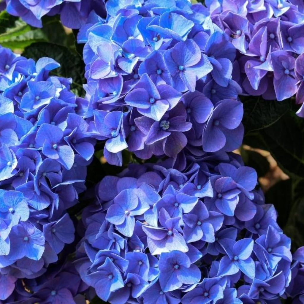 plante ornamentale662