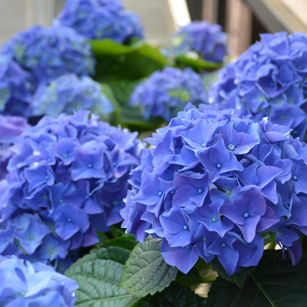 plante ornamentale663