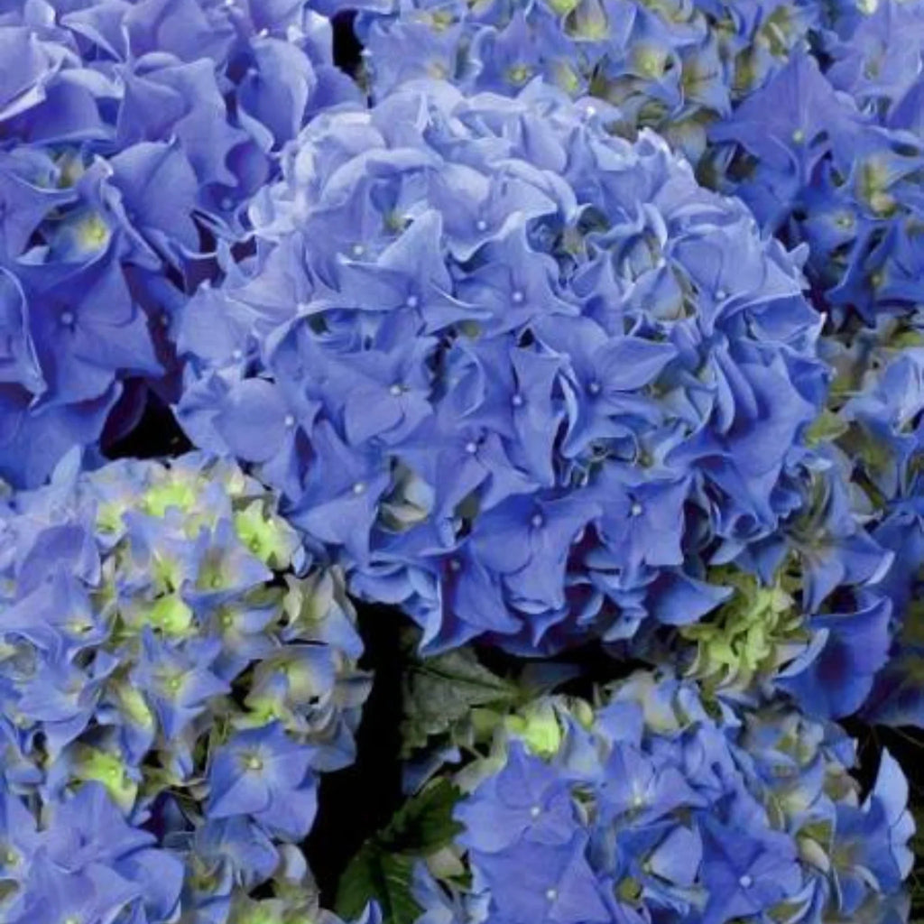 plante ornamentale665