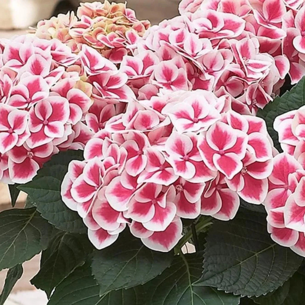 plante ornamentale666