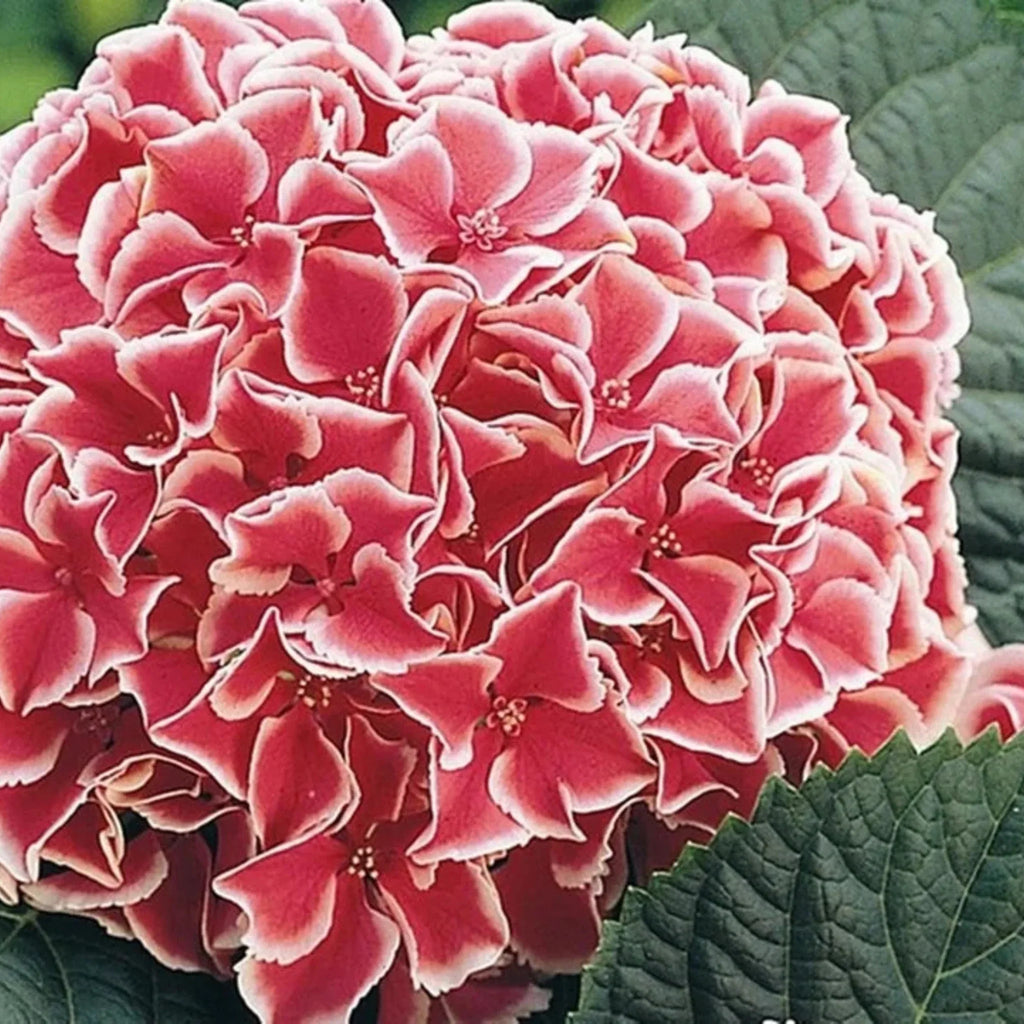 plante ornamentale668