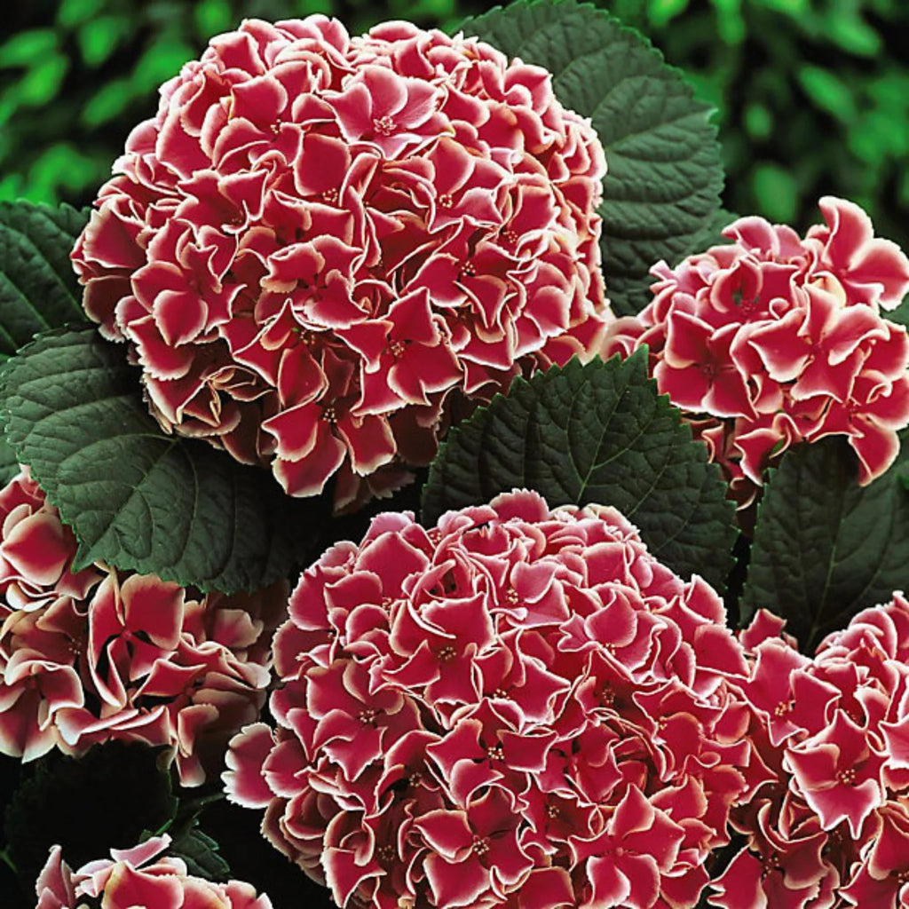 plante ornamentale669
