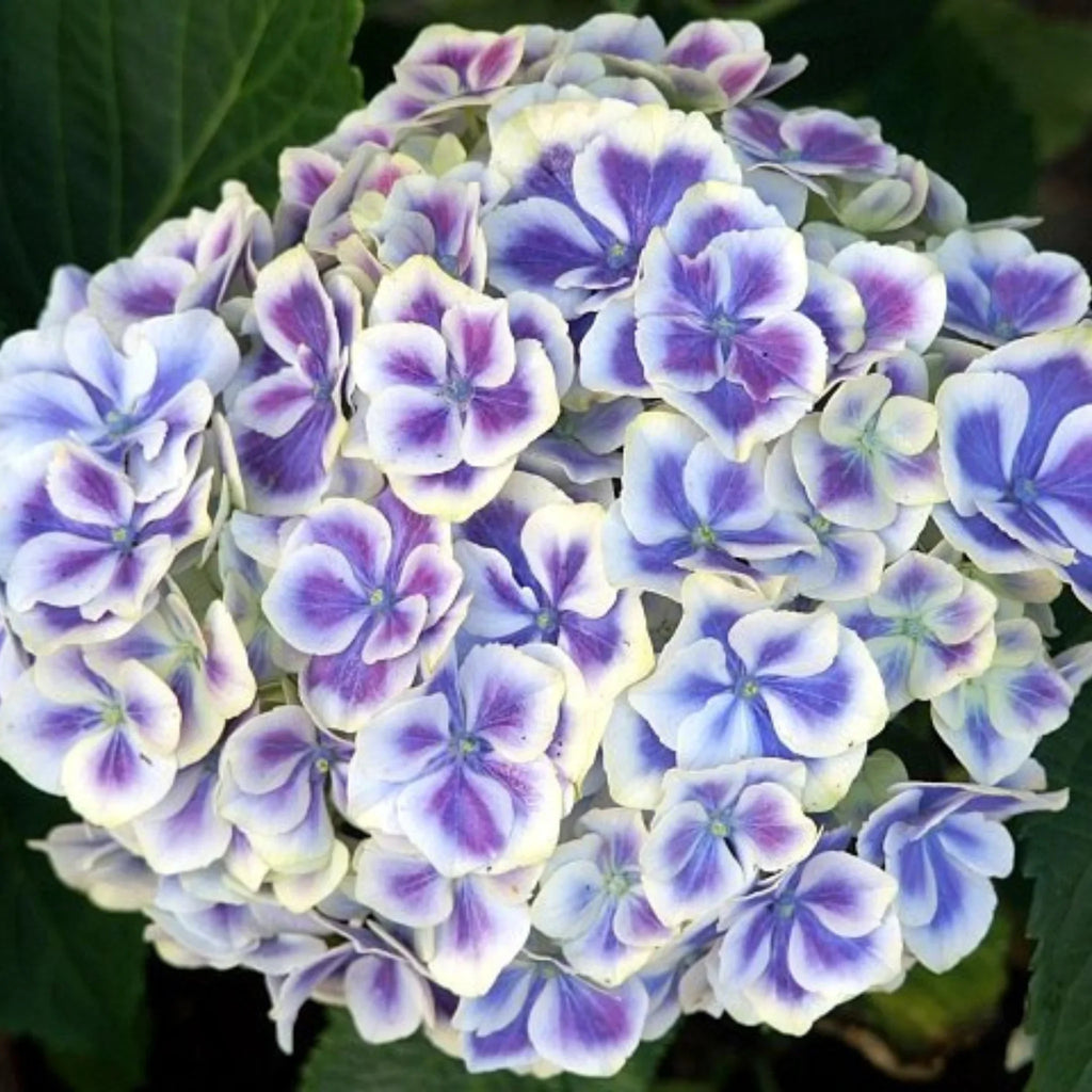 plante ornamentale670