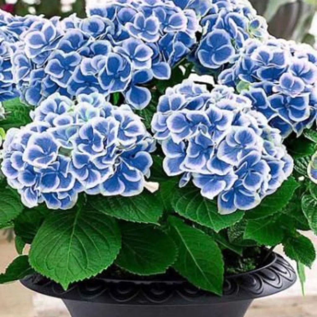 plante ornamentale672