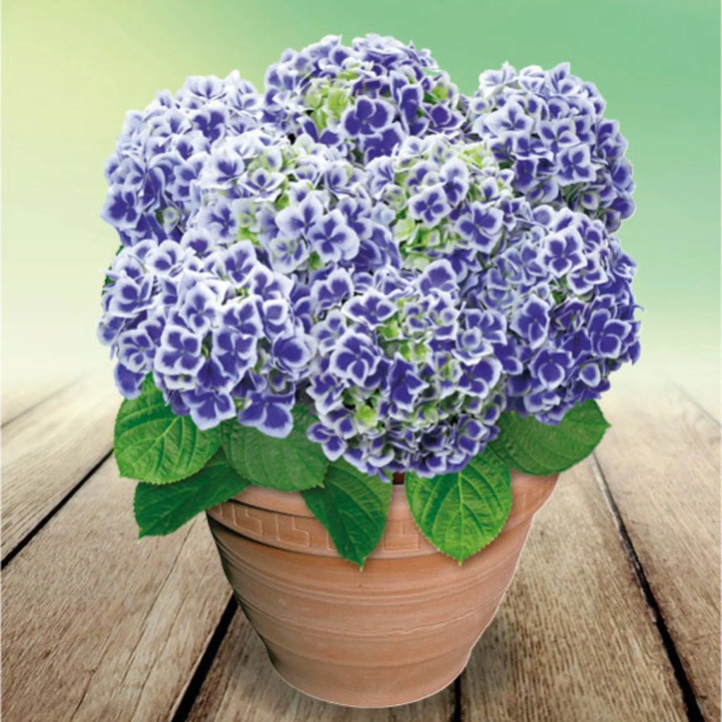 plante ornamentale673