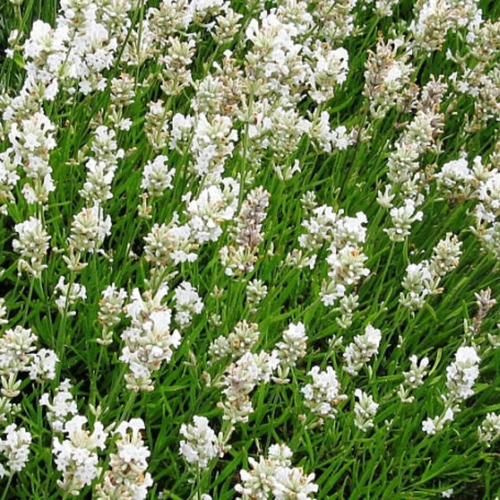 plante ornamentale690