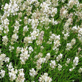 plante ornamentale690