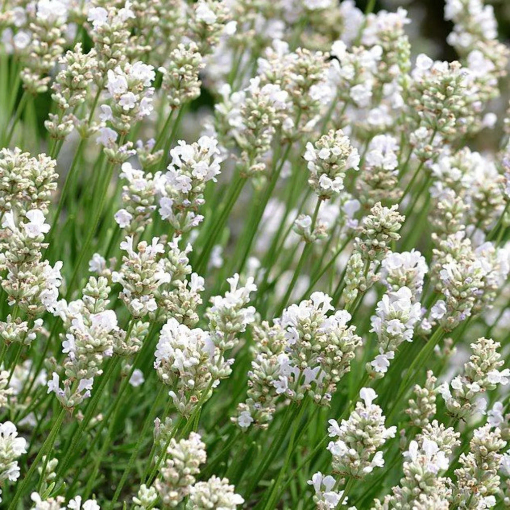 plante ornamentale691