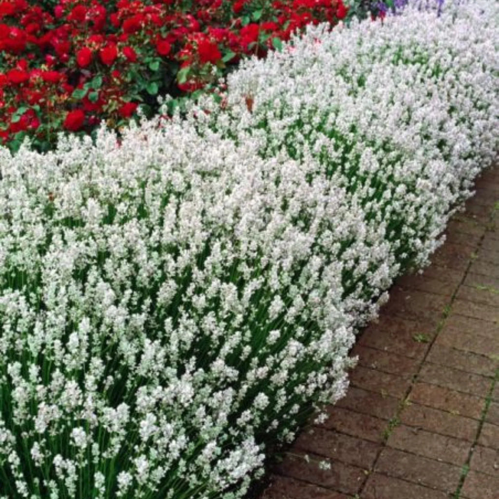 plante ornamentale692