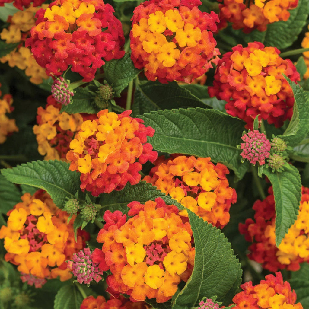 plante ornamentale693