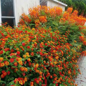 plante ornamentale694
