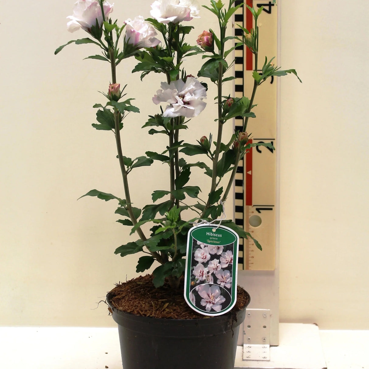 plante ornamentale700