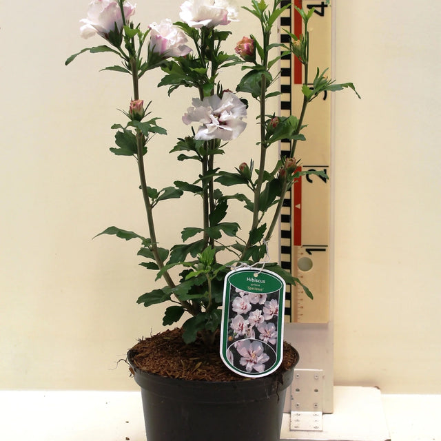 plante ornamentale700