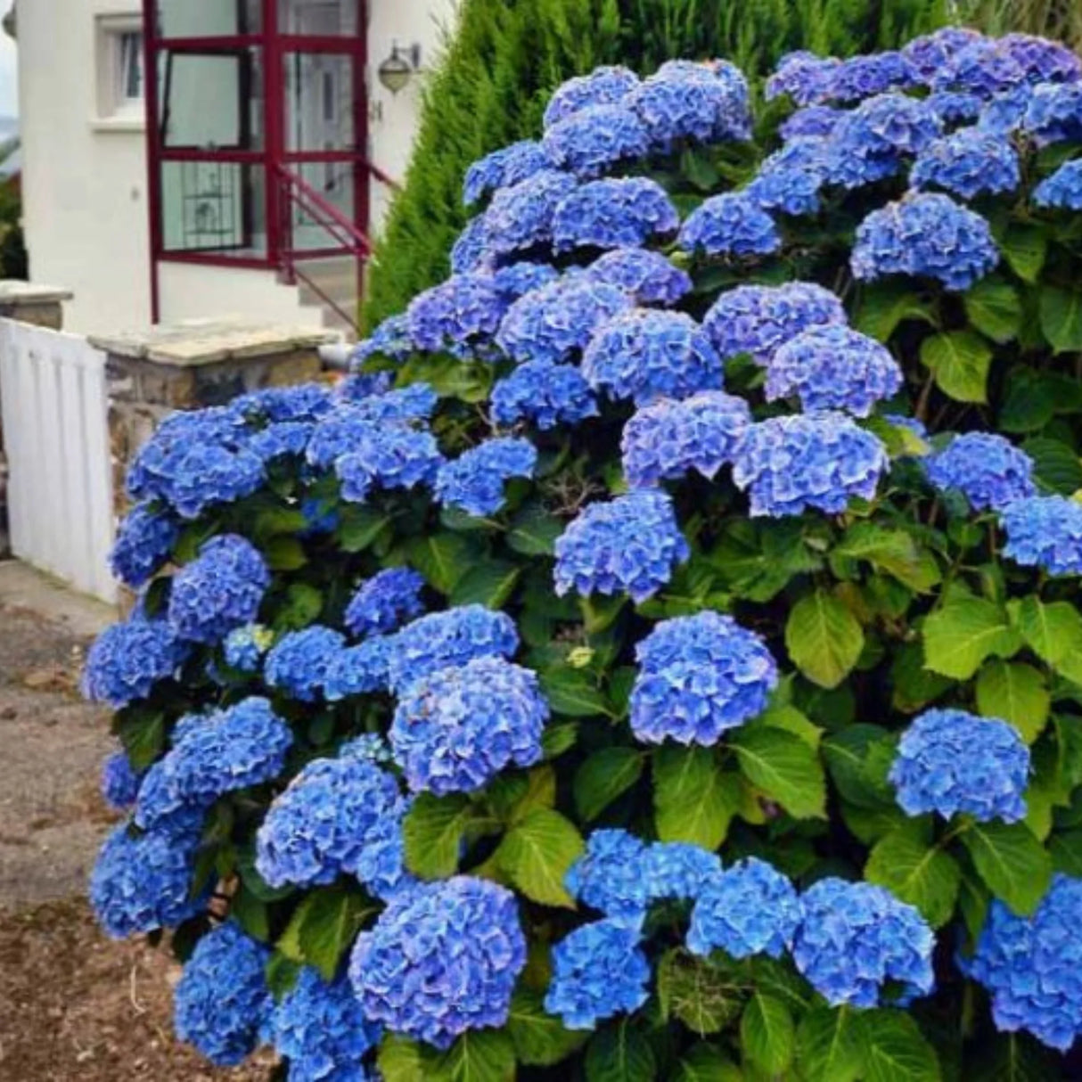 plante ornamentale846