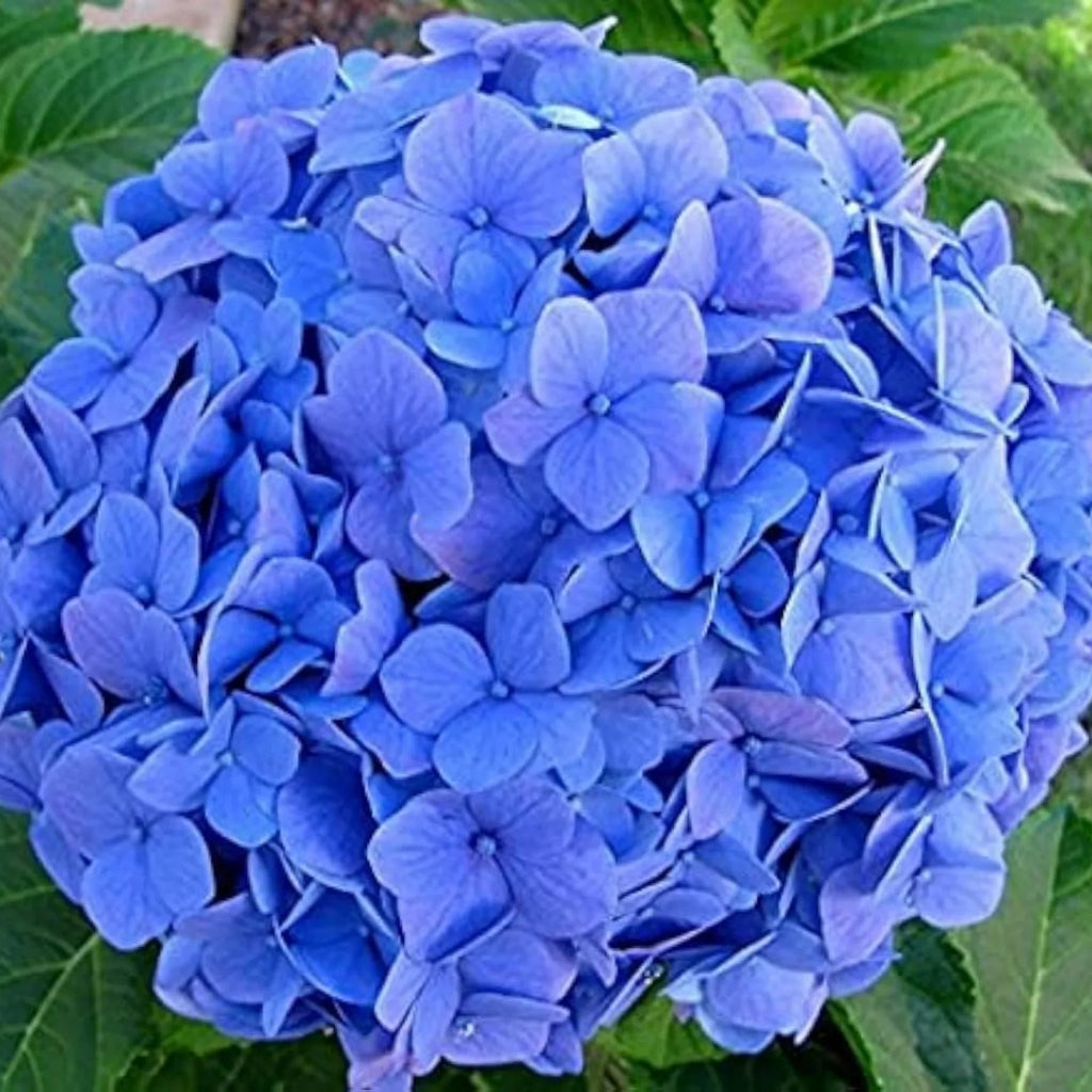 plante ornamentale847