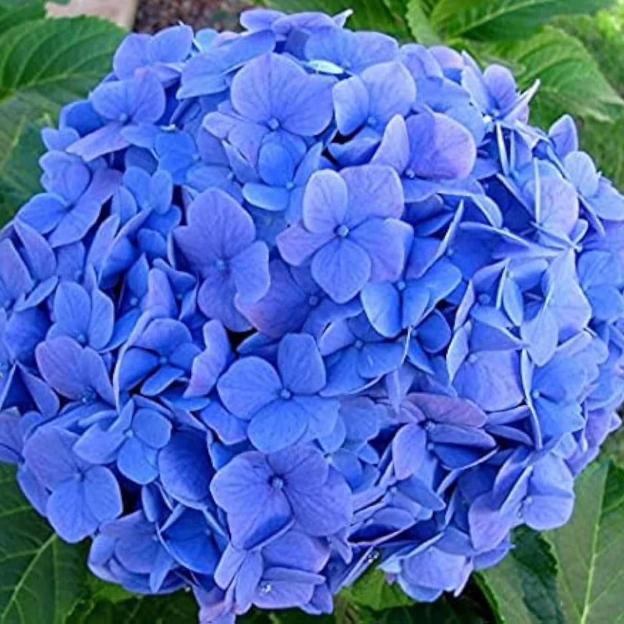 plante ornamentale847