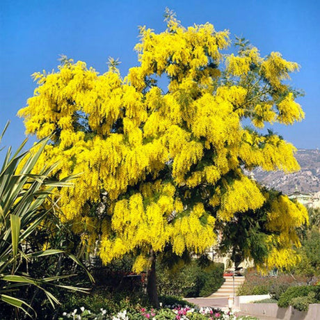 plante ornamentale905
