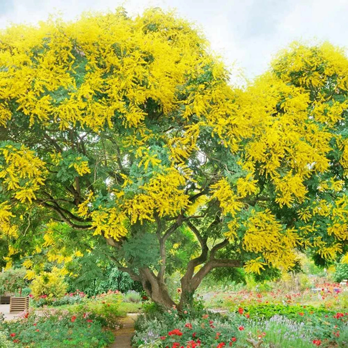 plante ornamentale906