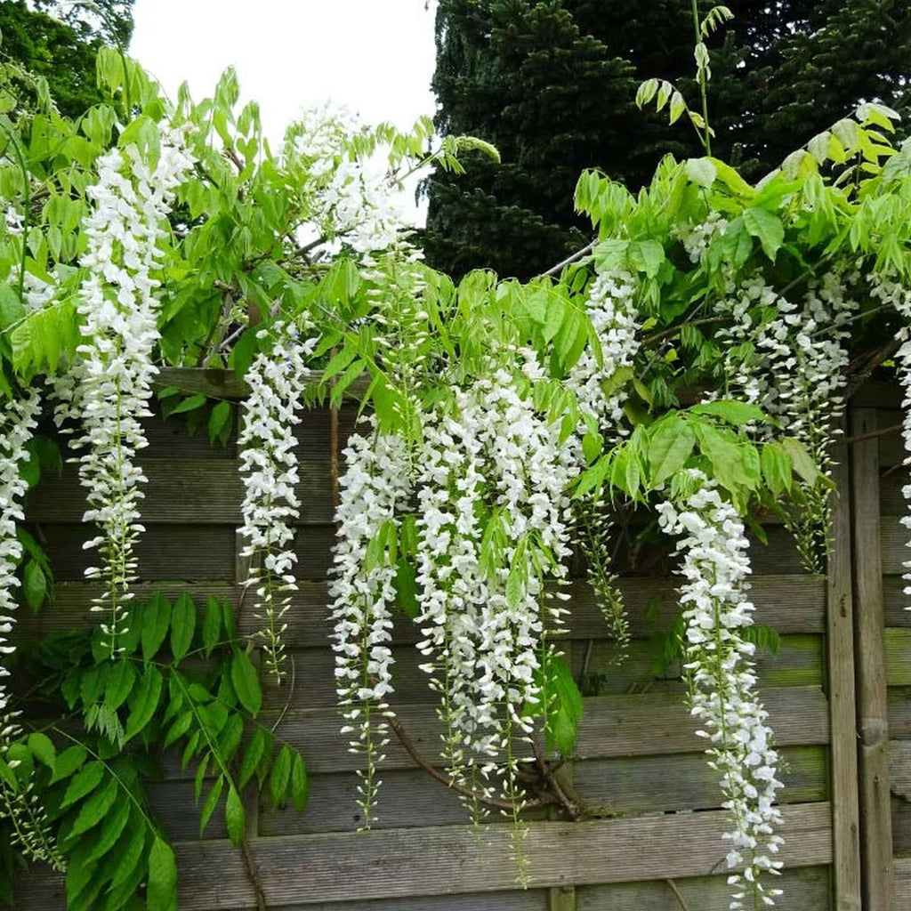 plante ornamentale936