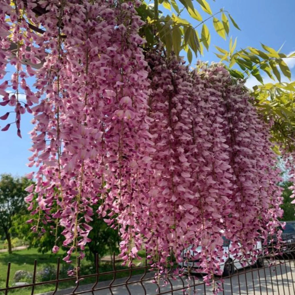 plante ornamentale938