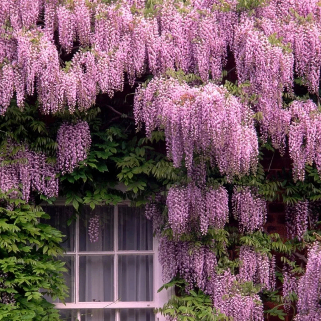 plante ornamentale940