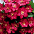 plante ornamentale953